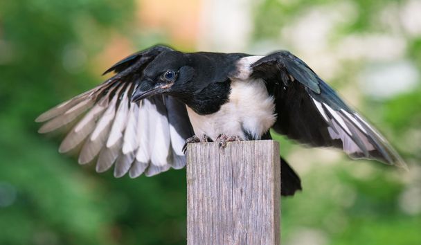Uccello sulla recinzione di legno
 - Foto, immagini