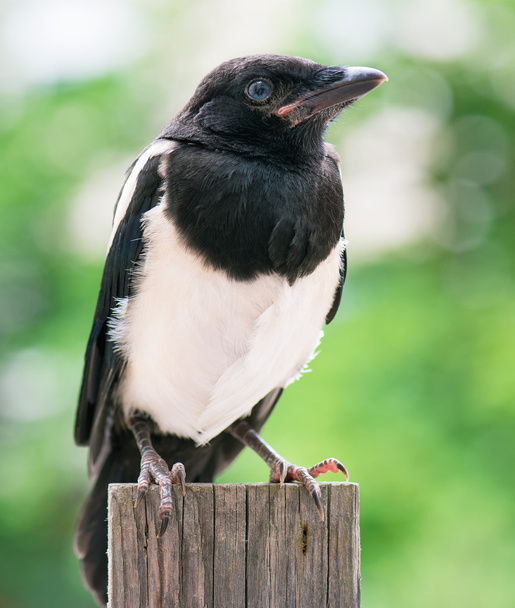 Pájaro en valla de madera
 - Foto, imagen