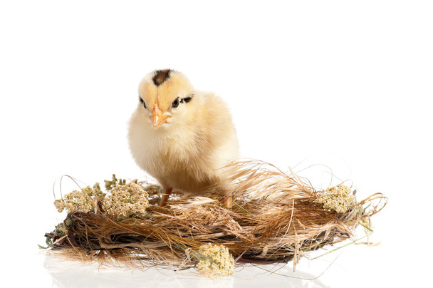 Новорожденный цыпленок в гнезде
 - Фото, изображение