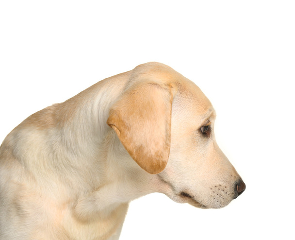 Cute Labrador dog  - Valokuva, kuva