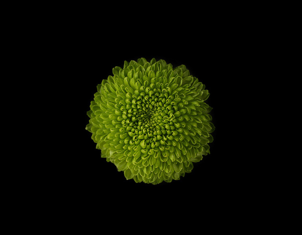 Green flower on black  - Foto, imagen
