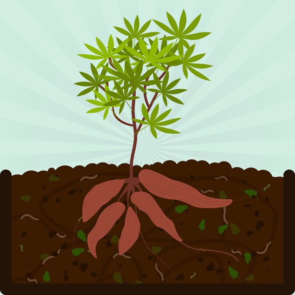 Maniok und Kompost pflanzen - Vektor, Bild