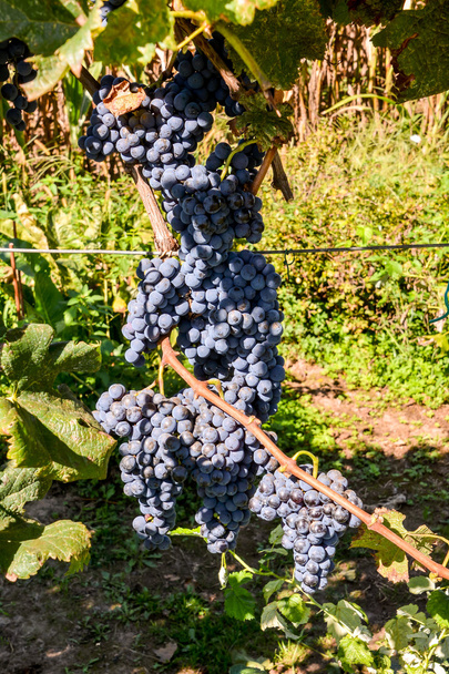 Winnica gotowa do produkcji wina - Zdjęcie, obraz