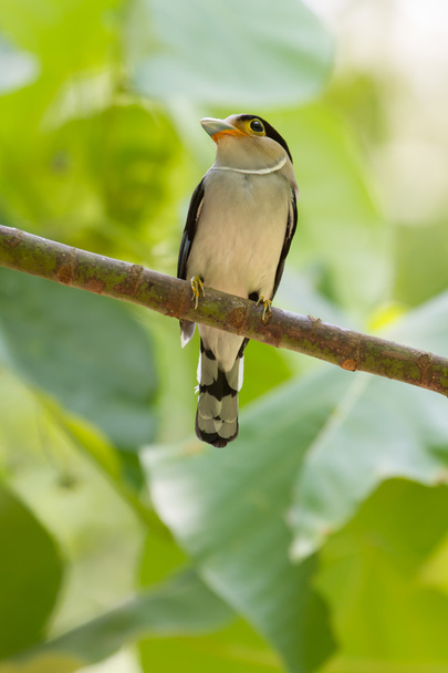 värikäs lintu Hopearintainen broadbiili
 - Valokuva, kuva