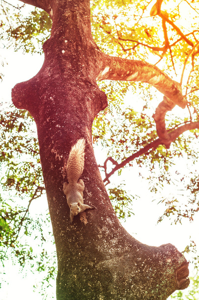 Lo scoiattolo sugli alberi
  - Foto, immagini