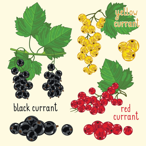 Fresh fruit mix isolated, vector illustration - Vector, imagen