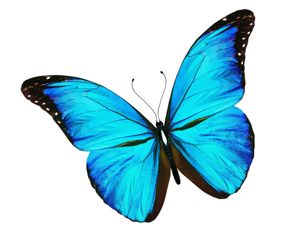 Blue butterfly flying, isolated on white - Fotografie, Obrázek