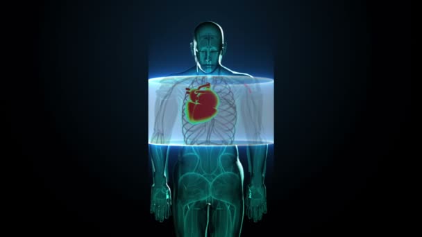 Přibližujeme rotující tělo a skenujeme srdce. Lidský kardiovaskulární systém, modré rentgenové světlo.  - Záběry, video