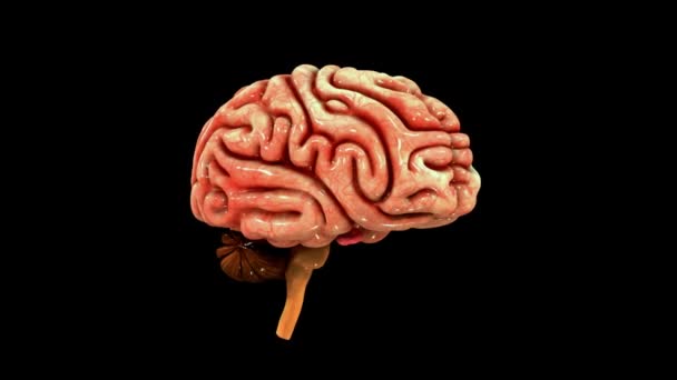 Anatomia Cerebral Humana - Filmagem, Vídeo
