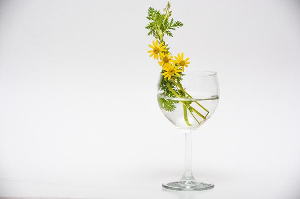 κίτρινα λουλούδια σε ένα ποτήρι - Φωτογραφία, εικόνα