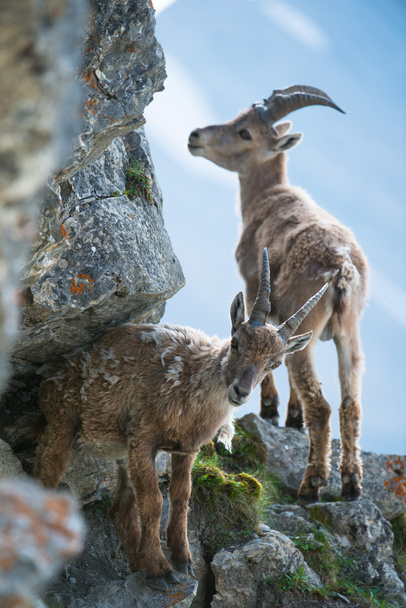 Deux jeunes bouquetins alpins (lat. Capra ibex
 - Photo, image