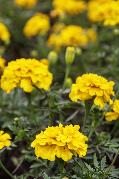 Fleurs de souci jaune, scène naturelle détaillée
 - Photo, image