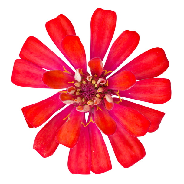 Krásná červená Gerbera sedmikrásky kvetou jako pozadí - Fotografie, Obrázek