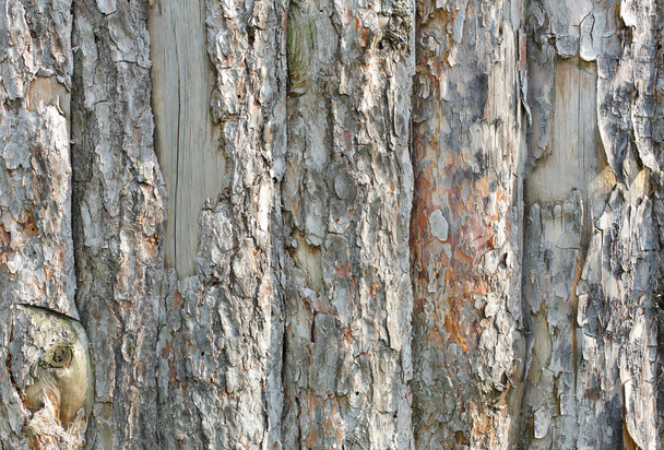 Fondo de textura de tablón de corteza de árbol natural
 - Foto, imagen
