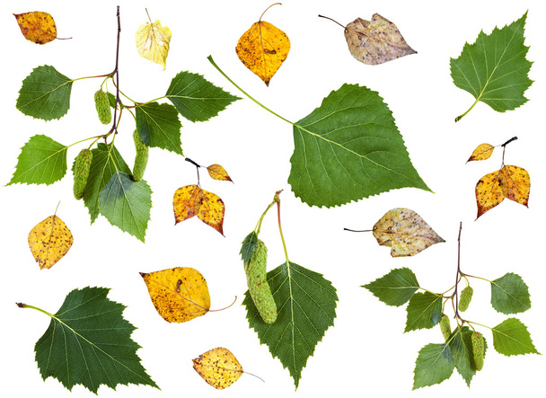 conjunto de hojas de abedul verde y amarillo otoño de verano
 - Foto, Imagen