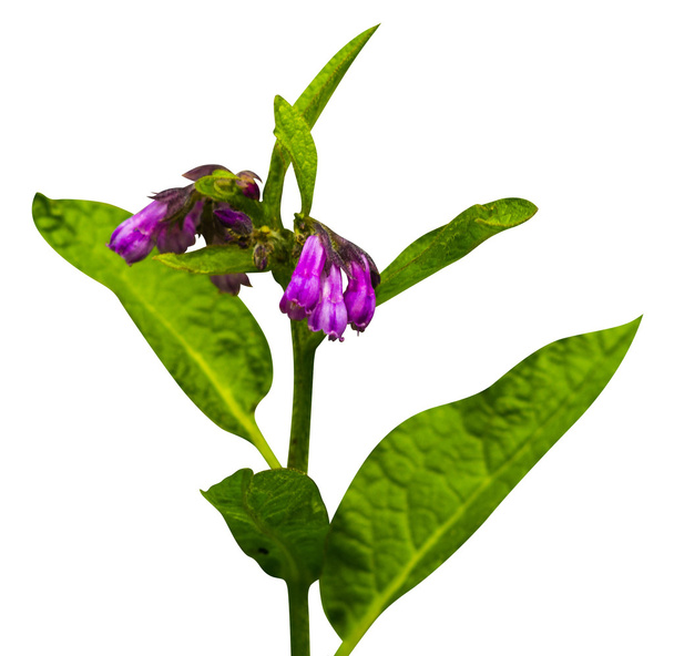 Comfrey. Comfrey (Symphytum officinale) άνθη του ένα μεταχειρισμένο σε org - Φωτογραφία, εικόνα
