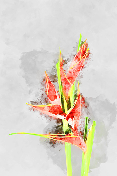 Imagem aquarela da bela Heliconia florescendo
. - Foto, Imagem