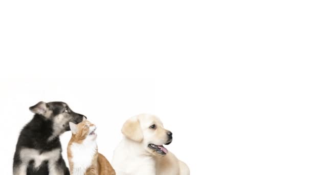Pasterz, Labrador i czerwony kot wygląda na bok - Materiał filmowy, wideo