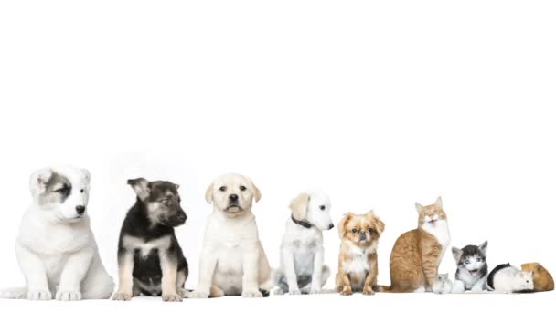 lustige Haustiere auf weißem Hintergrund - Filmmaterial, Video