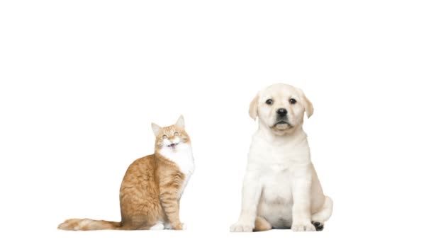 Labrador cucciolo e gatto rosso su sfondo bianco
 - Filmati, video
