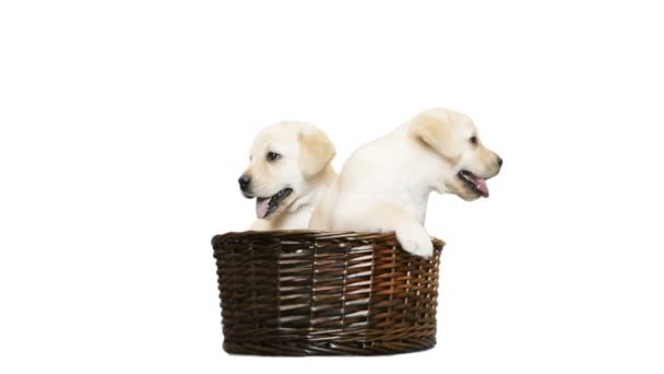 Два щенка лабрадора в плетеной корзине на белом фоне
 - Кадры, видео