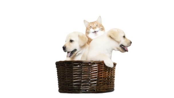 two labrador puppy and a cat in a wicker basket on a white background - Footage, Video