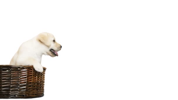 Labrador v proutěném koši na bílém pozadí - Záběry, video