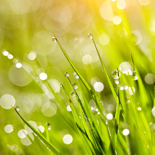 Grass with dew drops. - Photo, Image