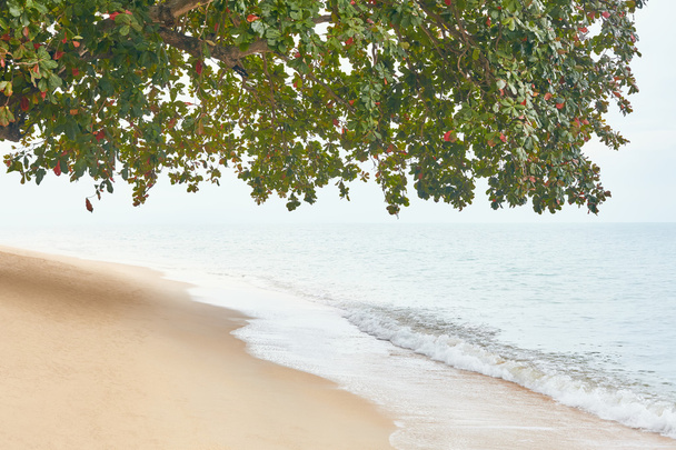 Paradise beach on tropical island - Фото, изображение