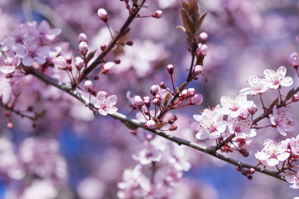 Frühling Kirschblüten, rosa Blüten. - Foto, Bild