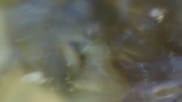 Fish Crucian Swimming in Water - Séquence, vidéo