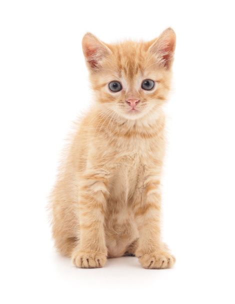Red kitten isolated. - Photo, image