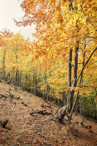 Beautiful autumn forest - Fotoğraf, Görsel