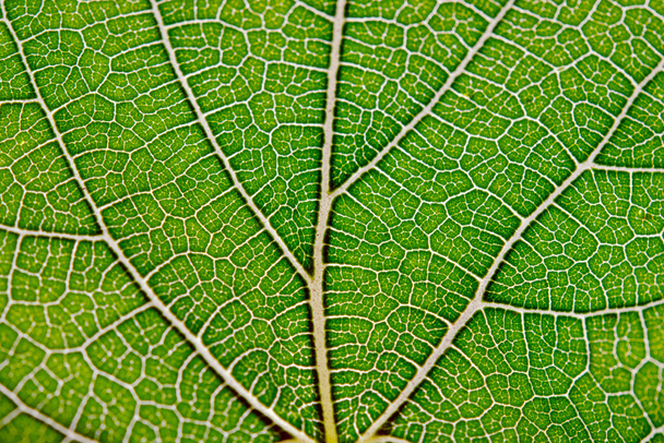 Leaf texture abstract background with closeup view on leaf veins - Photo, Image