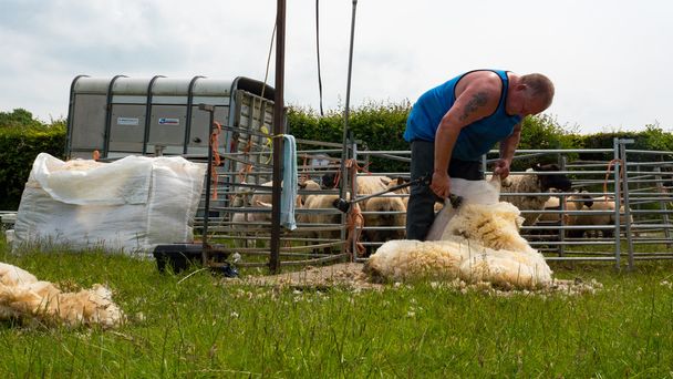 paikallisen viljelijän lampaanleikkuu
 - Valokuva, kuva