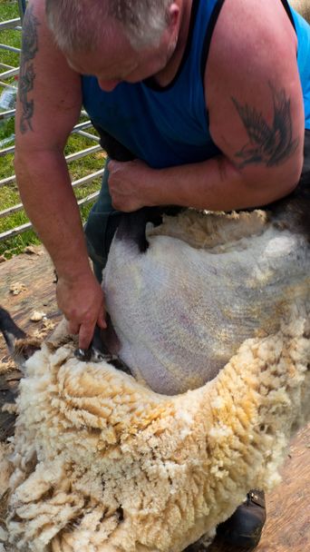 πρόβατα κουρά fjfghj - Φωτογραφία, εικόνα