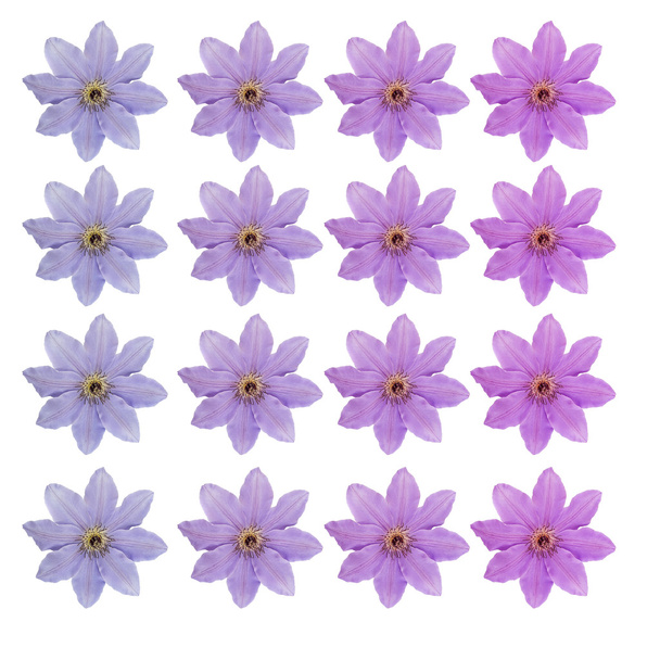 lilac flowers isolated on whte - Fotoğraf, Görsel
