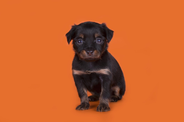 Piccolo cucciolo giocattolo russo terrier isolato su un backgroun colorato
 - Foto, immagini