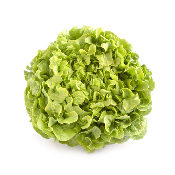 Oak leaf lettuce isolated - Φωτογραφία, εικόνα