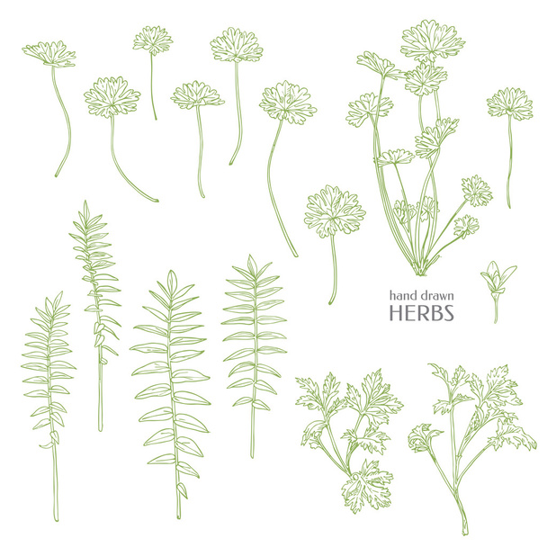 Hand drawn herbs. - Вектор,изображение