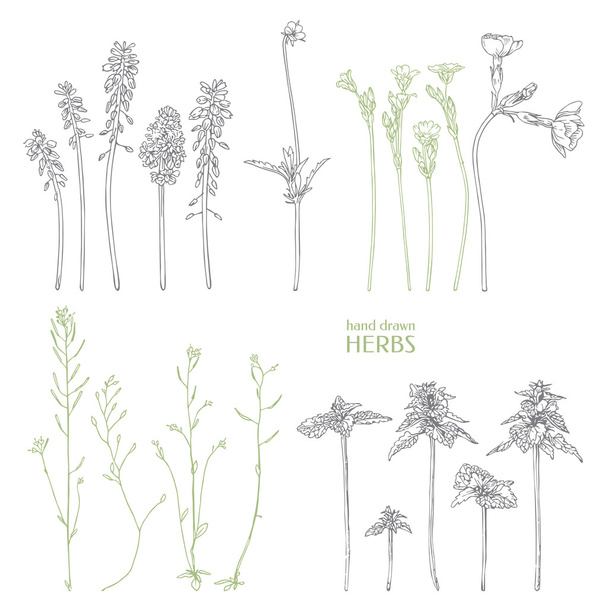 Hand drawn herbs. - Вектор,изображение