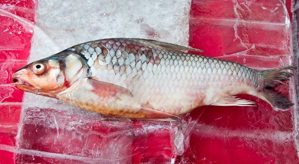 Il pesce crudo sul ghiaccio
 - Foto, immagini