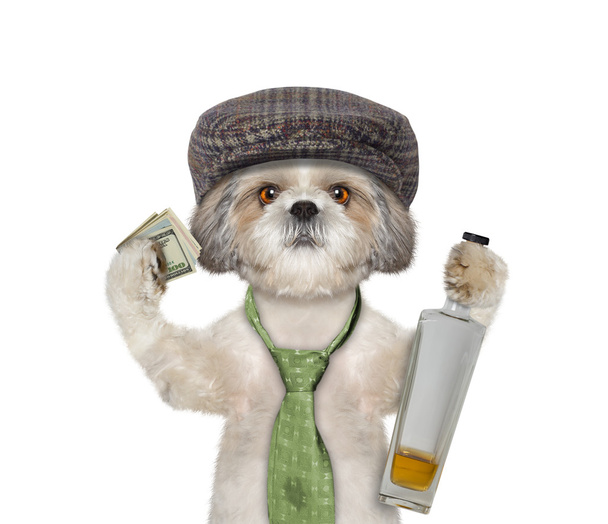 dog having fun and drinking alcohol  - Photo, Image