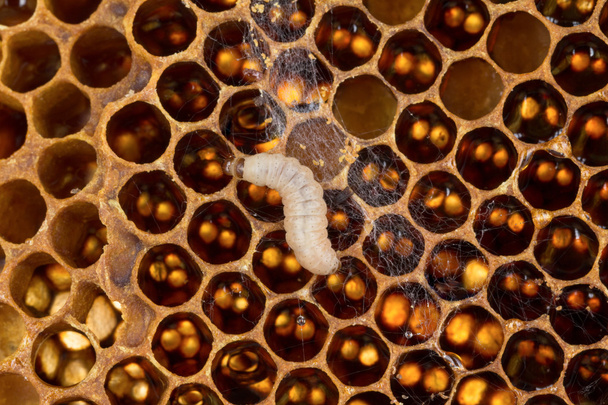 Peine de caprino y larvas de polilla de cera
  - Foto, imagen