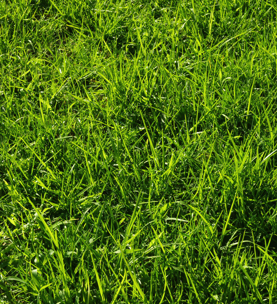 Texture dell'erba - Foto, immagini