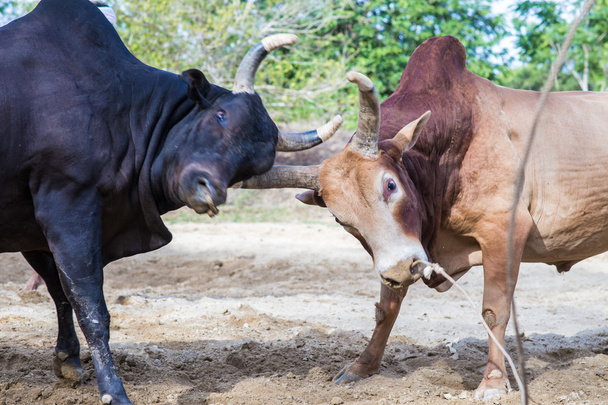 La vache traditionnelle charge dans un autre combat sur le jeu du bul
 - Photo, image