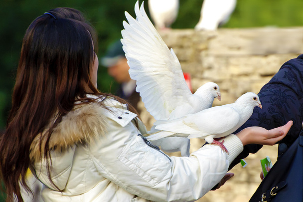 white dove and girl in a garden - 写真・画像