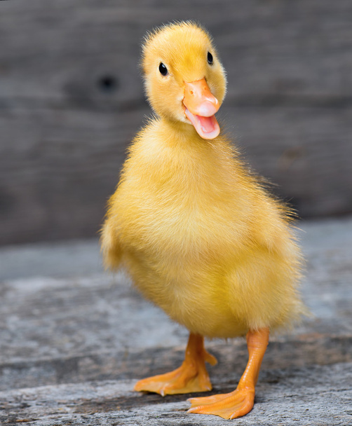 Cute little newborn duckling - Photo, Image