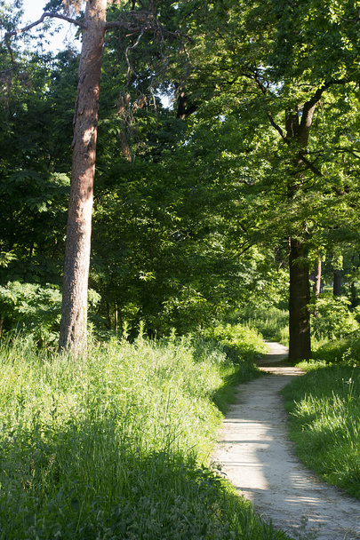 caminho na floresta verde - Foto, Imagem