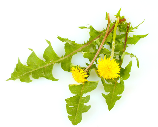 Dandelion flowers and leaves isolated on white - Foto, Bild